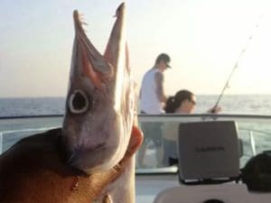 boat rental companies dubai